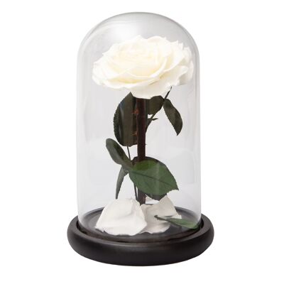 Preserved Rose in Bell Jar White Medium