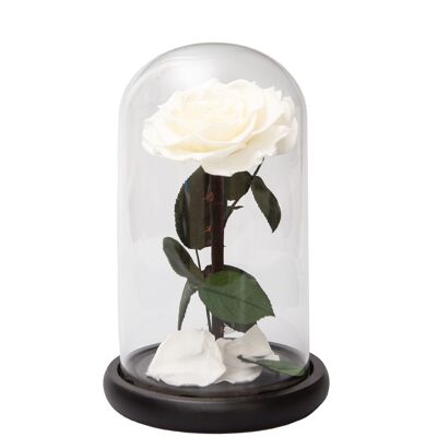 Preserved Rose in Bell Jar White Medium