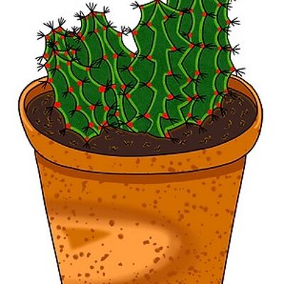 Green cactus