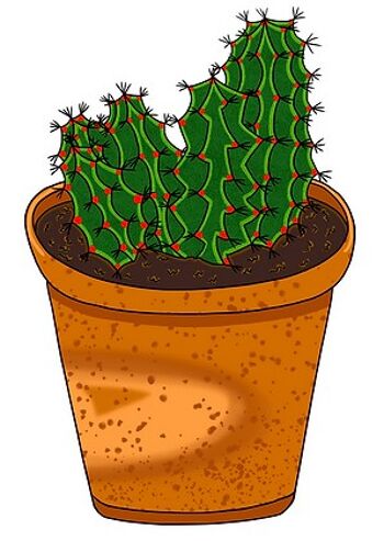 Cactus vert 1