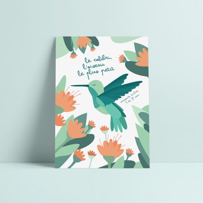 tarjeta animal colibrí