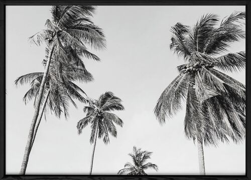 Affiche Palm Trees 8