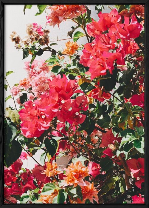 Affiche Fleurs