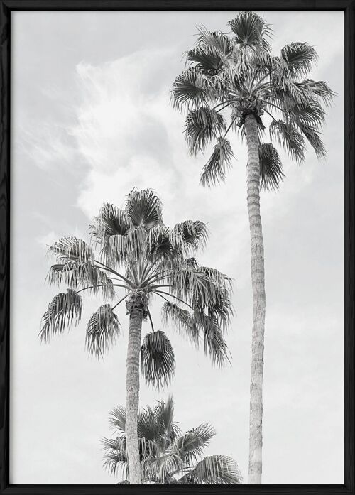 Affiche Palmier noir et blanc 3
