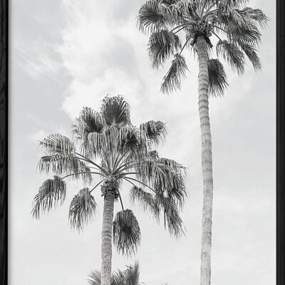 Póster Palmera en blanco y negro 3