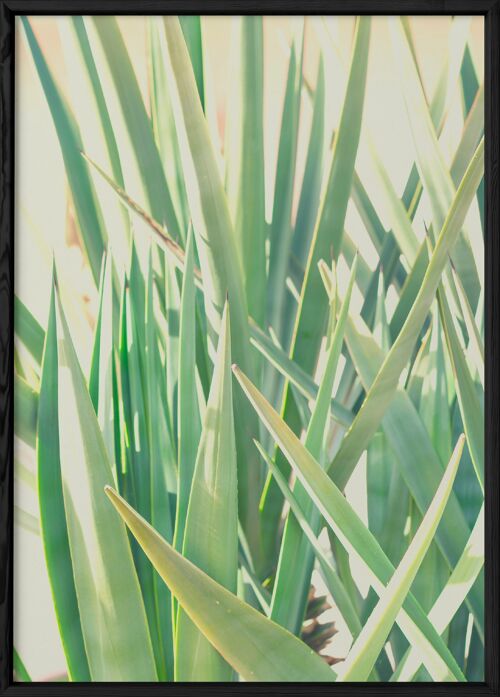 Affiche Palm Tree Leaf