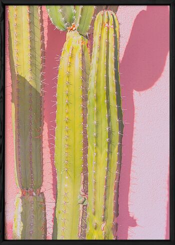 Affiche nature Cactus