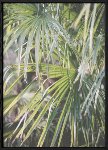 Affiche Palm Tree Leaf