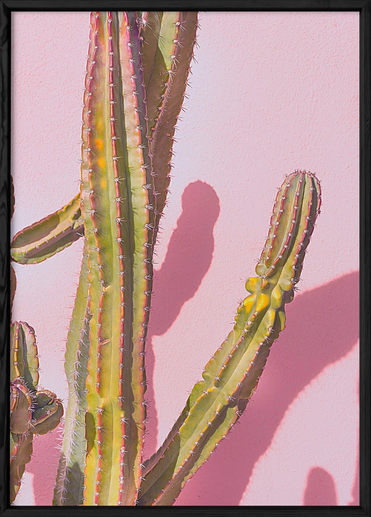 Manifesto della natura del cactus 4