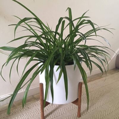 Plant Pot stand