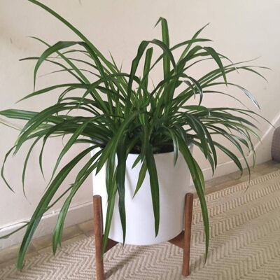 Plant Pot stand - 2