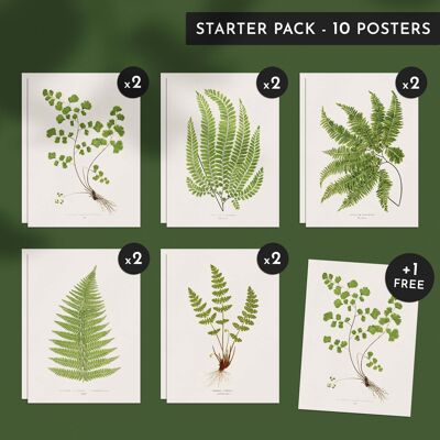Discovery pack - Ferns - 10 posters 30x40cm