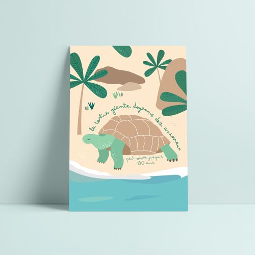 Carte tortue