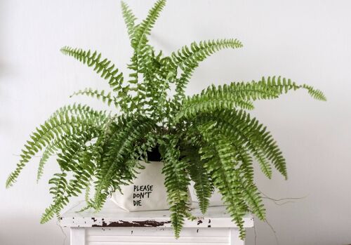 SWEARY PLANTS Please Don't Die / canvas plant pot holder