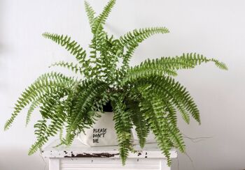 SWEARY PLANTS Please Don't Die / porte-pot en toile 1