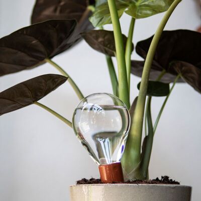 Natuurlijk bewateringssysteem voor kamerplanten x6 - Waterworks: Halten Sie Ihre Pflanzen glücklich