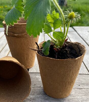 Nutley's 7cm Biodégradable & Pots de Plantes en Fibre de Bois Organique - 100 5
