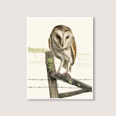 Barn Owl - Art Print - 12 x 16