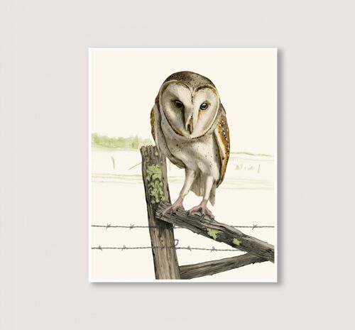 Barn Owl - Art Print - 18x24