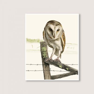 Barn Owl - Art Print - 18x24