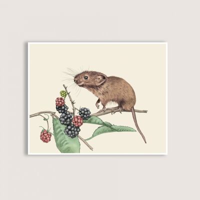 Blackberry - Art Print - 10x8