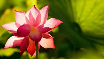 Huile de son de riz BIO "Fleur d'eau" - Lotus Rose 100 % naturel 2