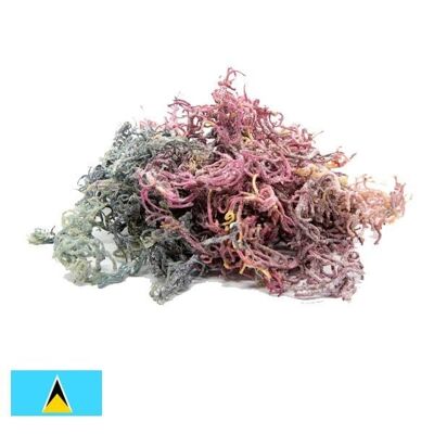 Mousse de mer violette Sainte-Lucie - Gracilaria (spectre complet) - 100g