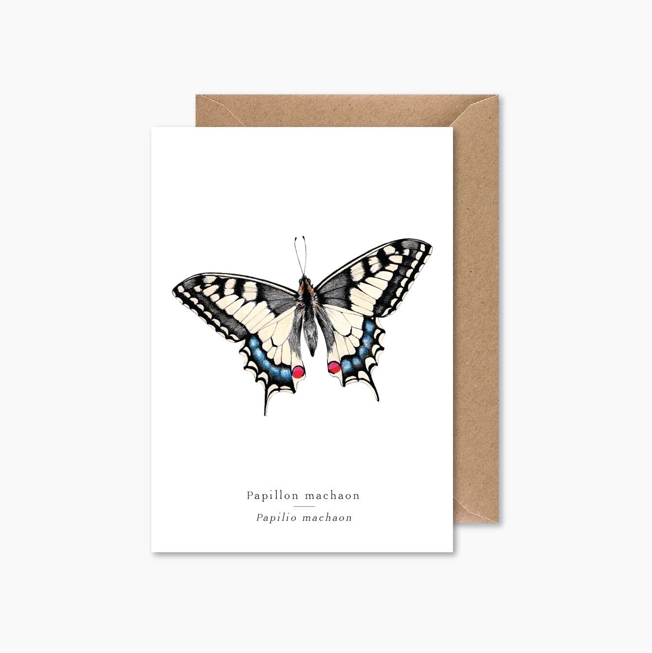 swallowtail butterfly