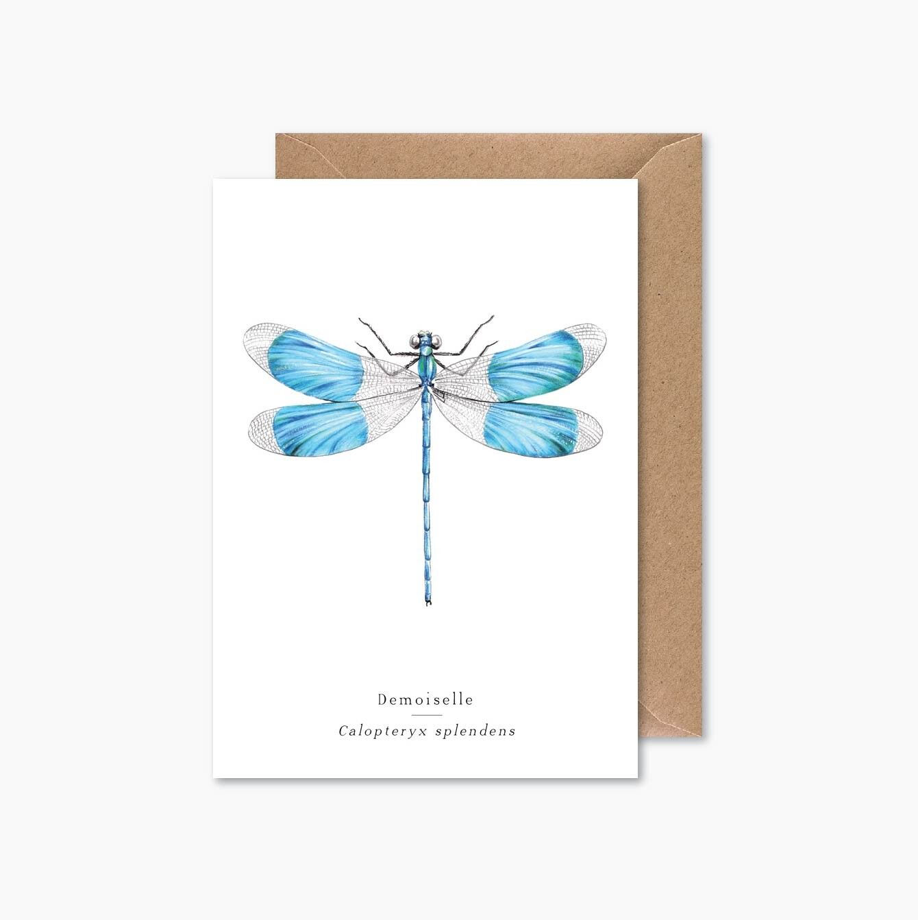 Damselfly Dragonfly