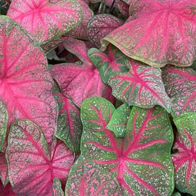 Caladium Brandywine - Tubercule