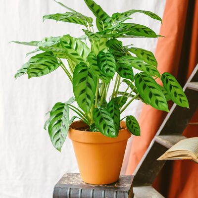 Calathea Leopardina L