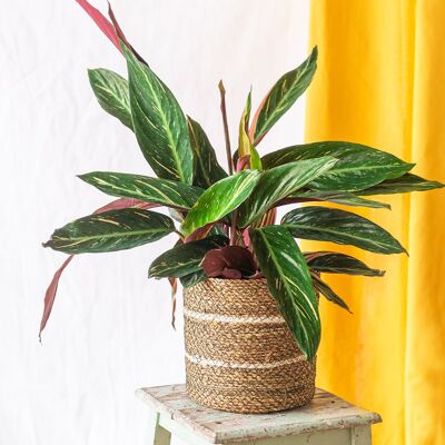 Calathea Magicstar