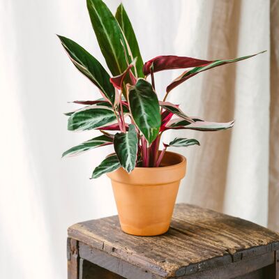 Calathea Triostar L