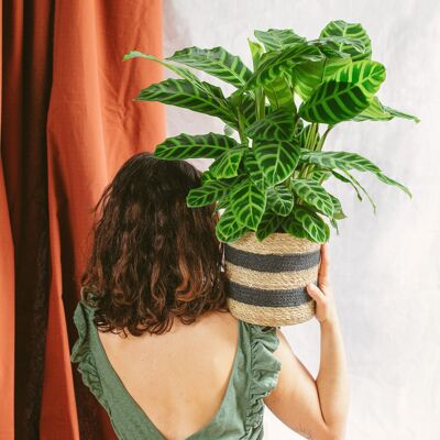 Calathea Zebrina L