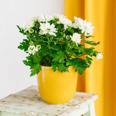 Chrysanthème Marguerites blanches