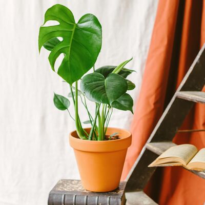 Grand Monstera Deliciosa L