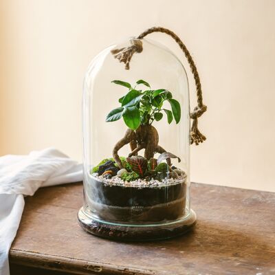 KIT Terrarium DIY - SIQUIJOR - Rouge