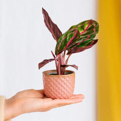 Mini Calathea roseopicta