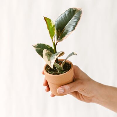 Mini Ficus elastica