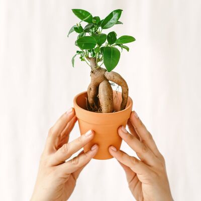 Mini Ficus Ginseng Microcarpa (D06)