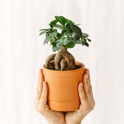 Mini Ficus Ginseng Microcarpa (D08)