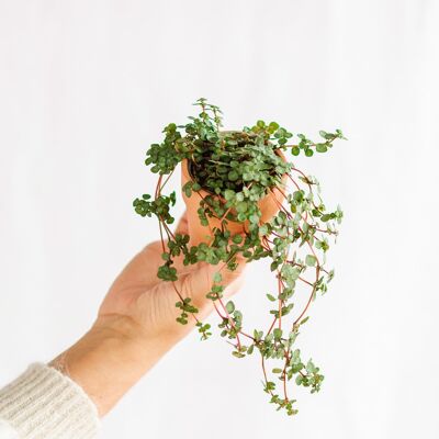 Mini Pilea glauca