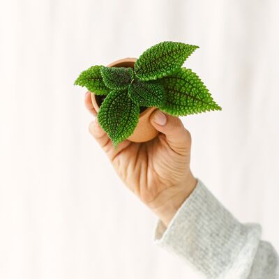 Mini Pilea Involucrata