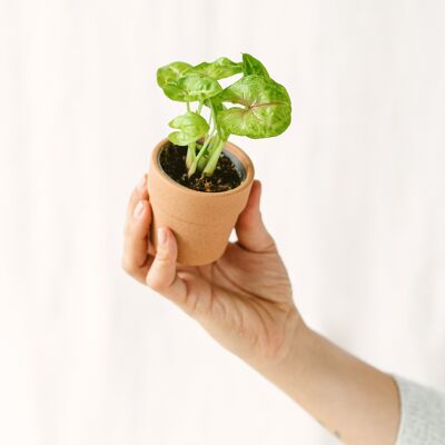 Mini Syngonium podophyllum Vert Sunshine