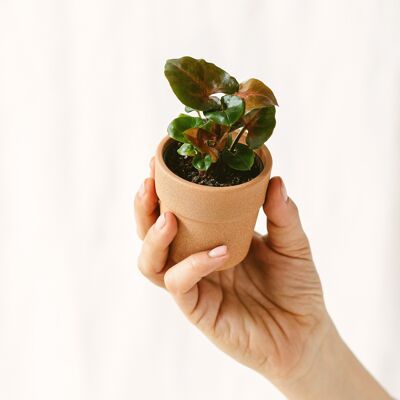 Mini Syngonium podophyllum Rouge Maria