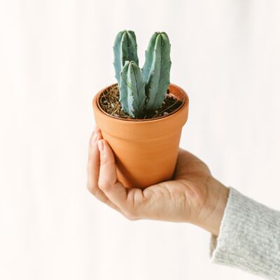 Myrtillocactus (mini cactus)