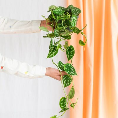 Pothos argyreus silver epipremnum