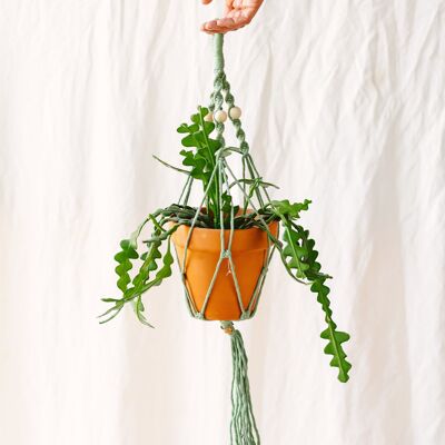 Suspension macramé plantes - Eucalyptus