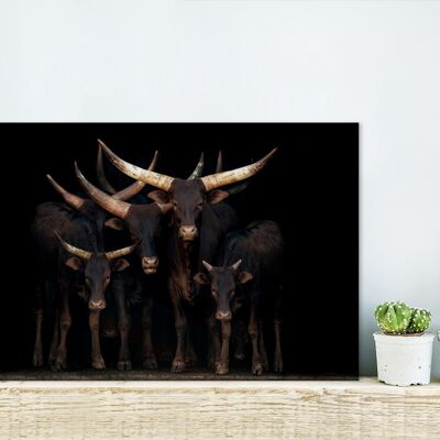Glasschilderij - 30x20 cm - Koeien - Watussi - Zwart