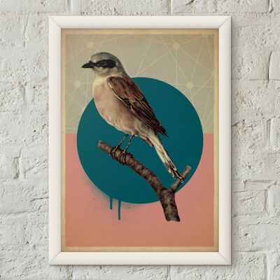 Stampa artistica Poster in stile vintage con uccello Shrike con retro rosso